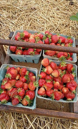 Myers Strawberry Farm